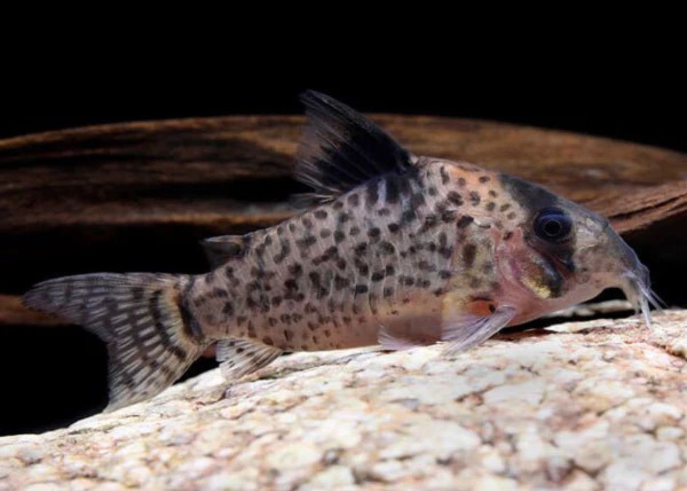 Corydoras Leucomelas