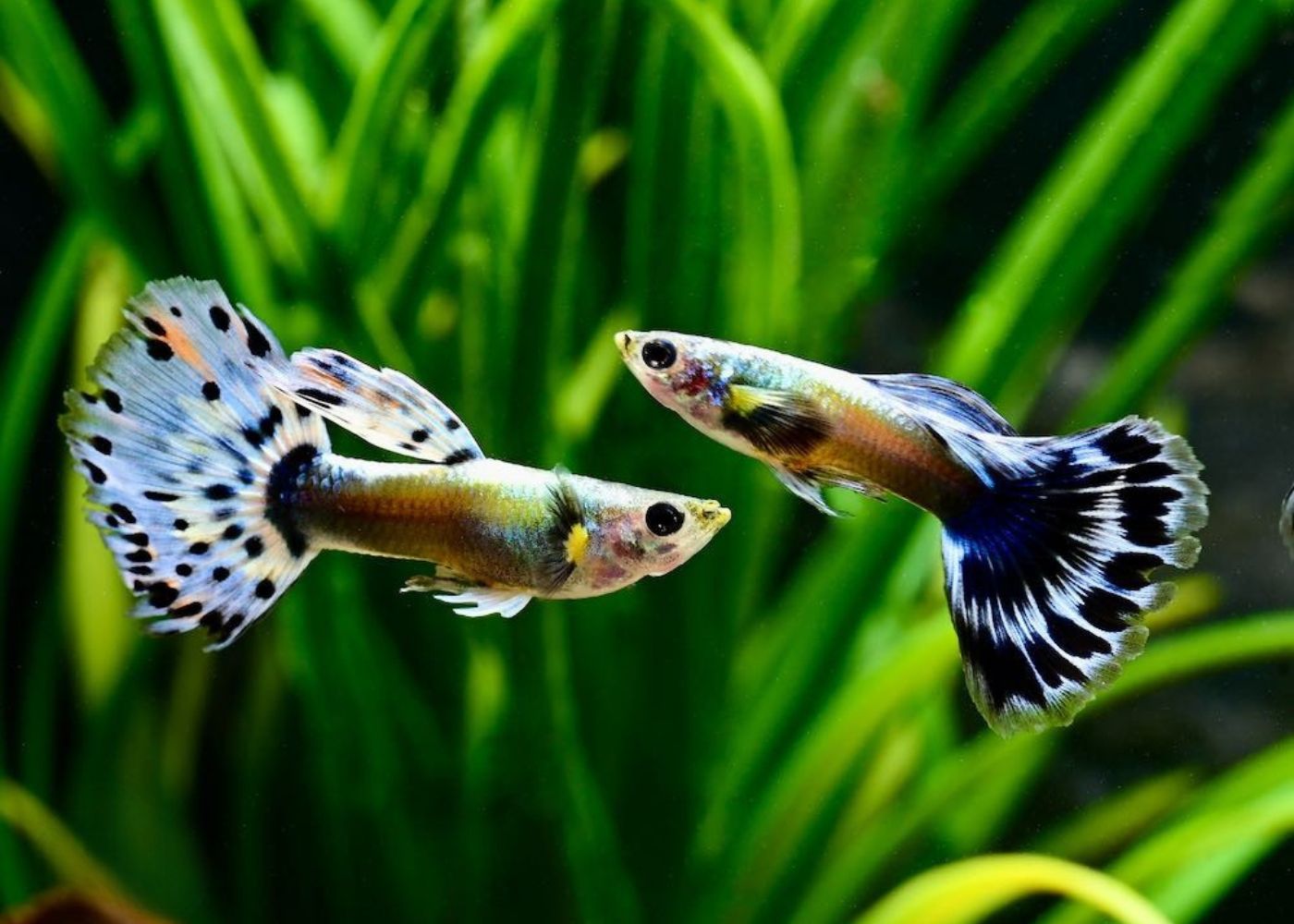 Guppy Male Elephant Ear Blue