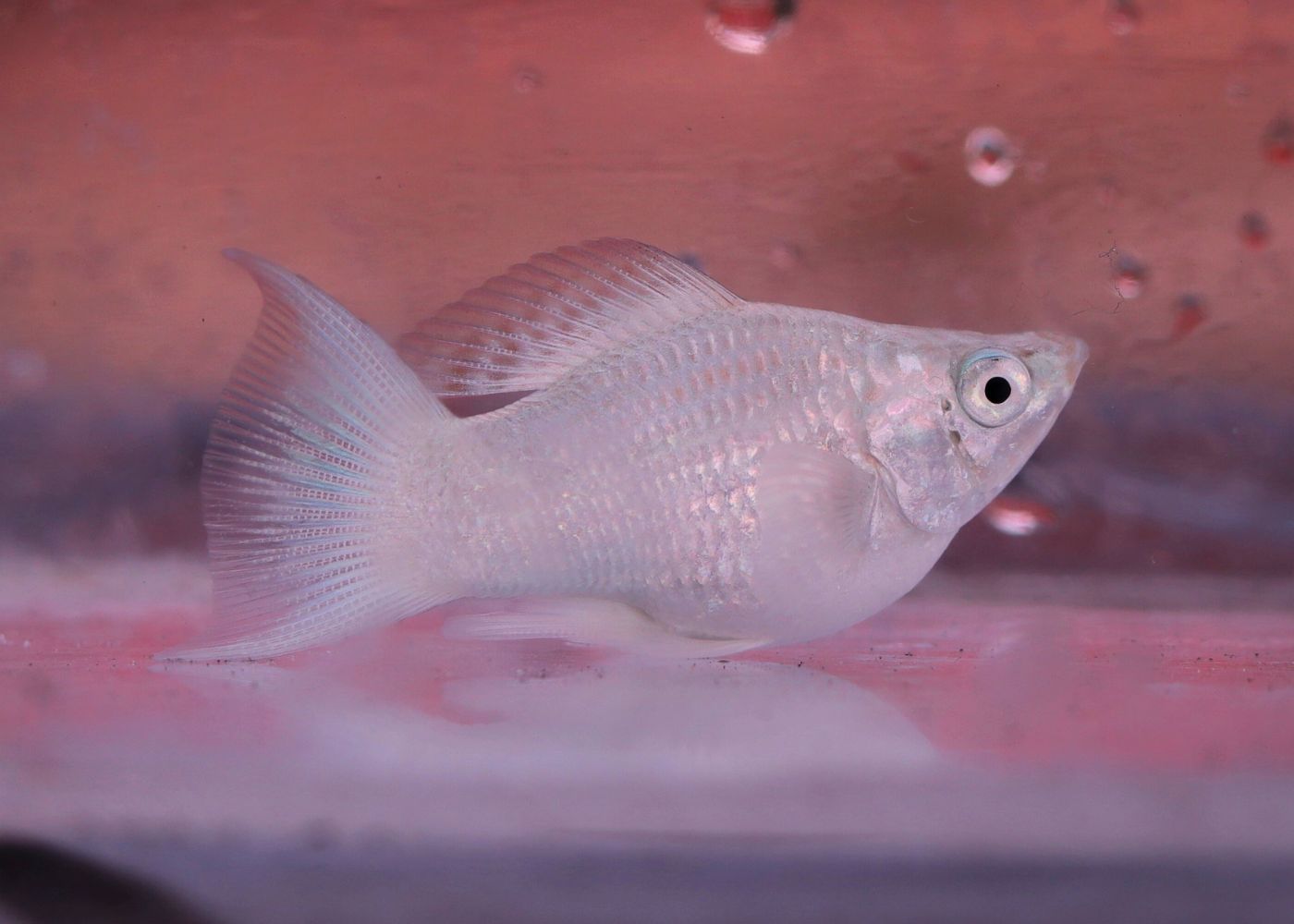 Molly Balloon - Platinum Lyretail