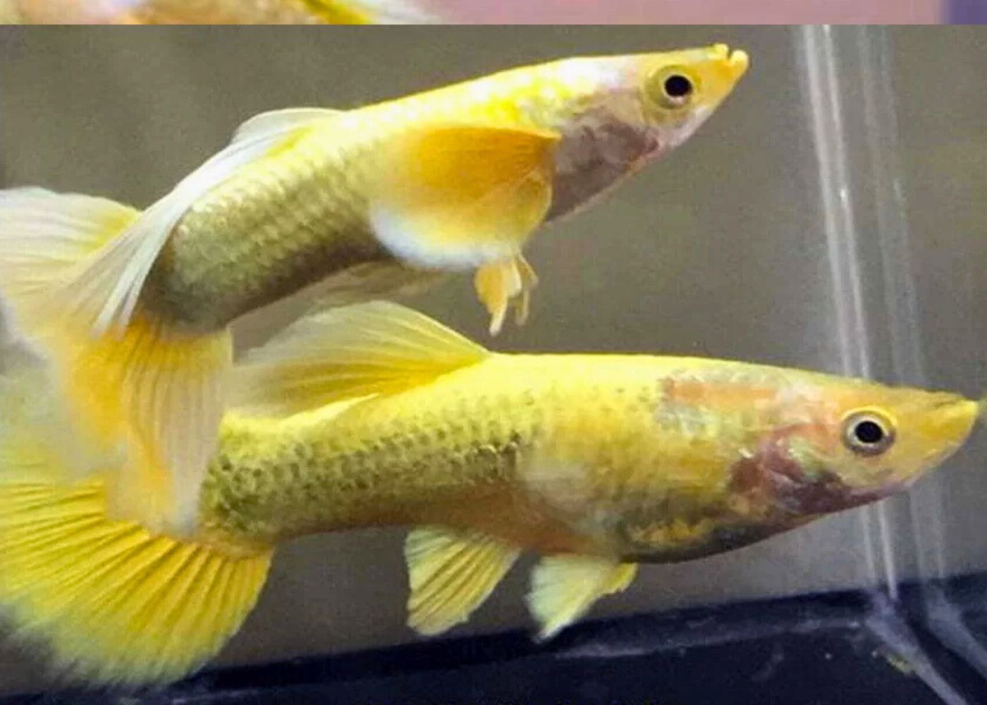 Guppy - 24K Full Gold Pair