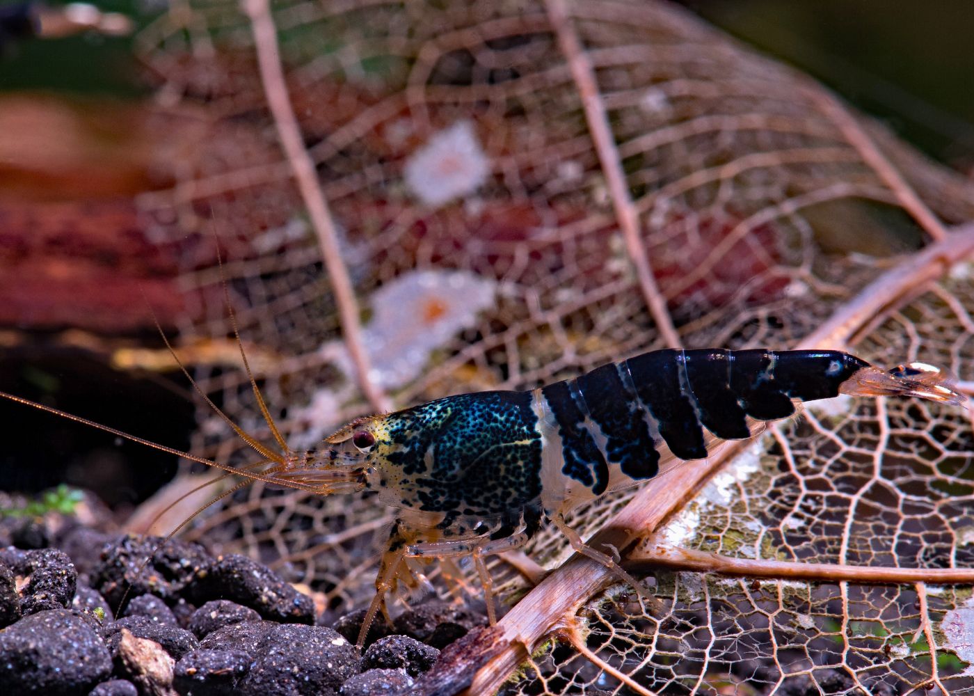 Super Black Crystal Shrimp