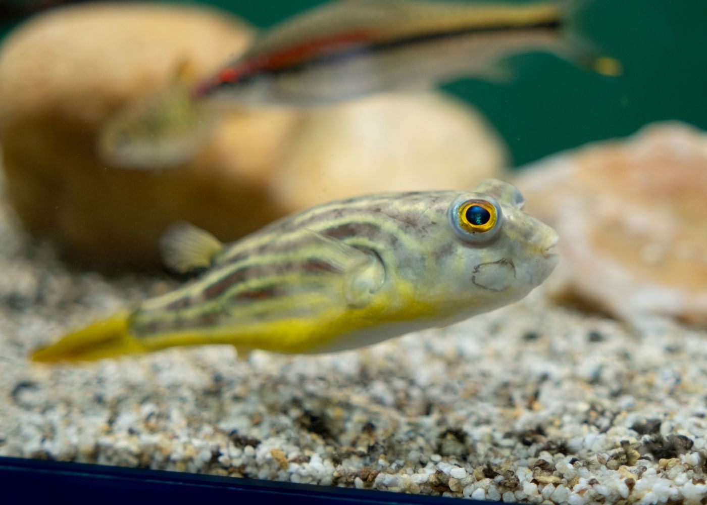 Fahaka Puffer