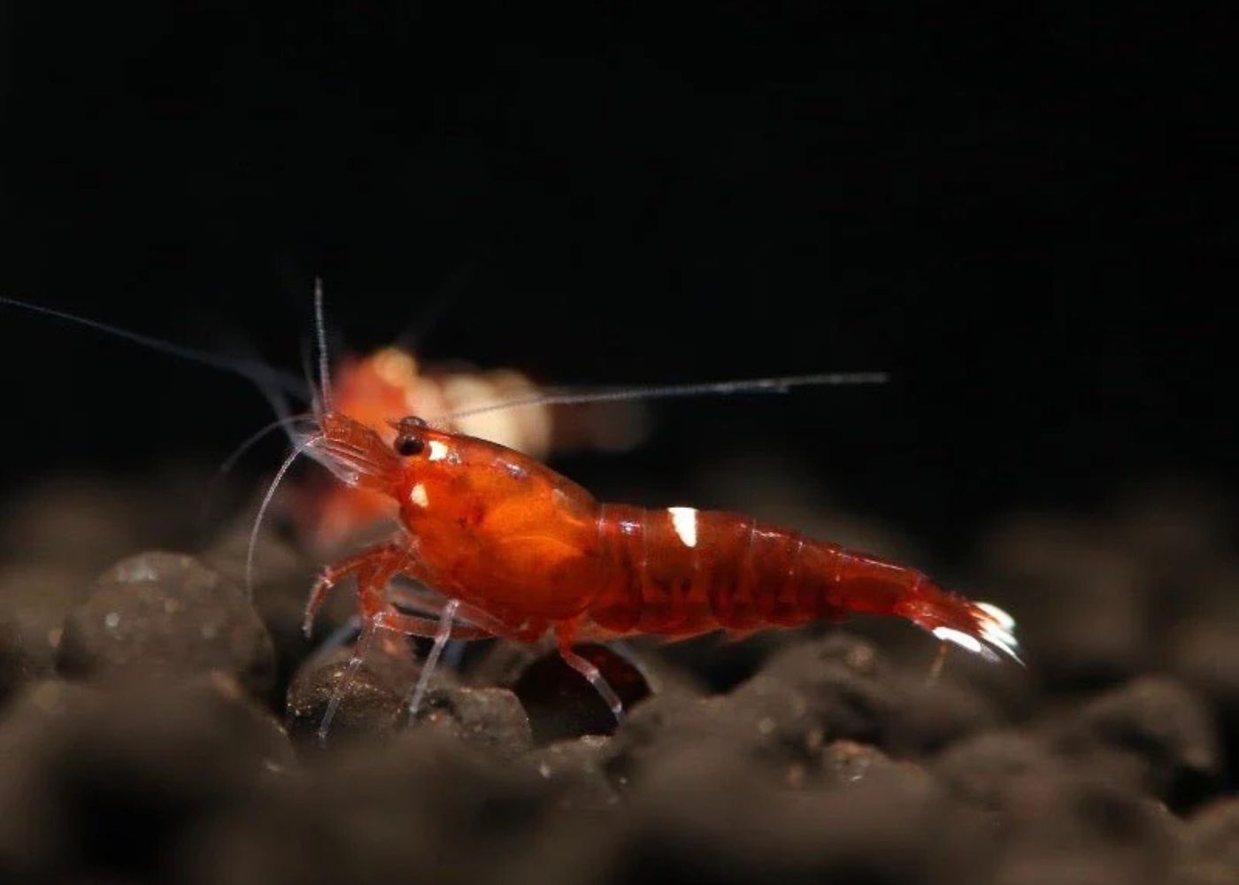 Shrimp - Red King Kong