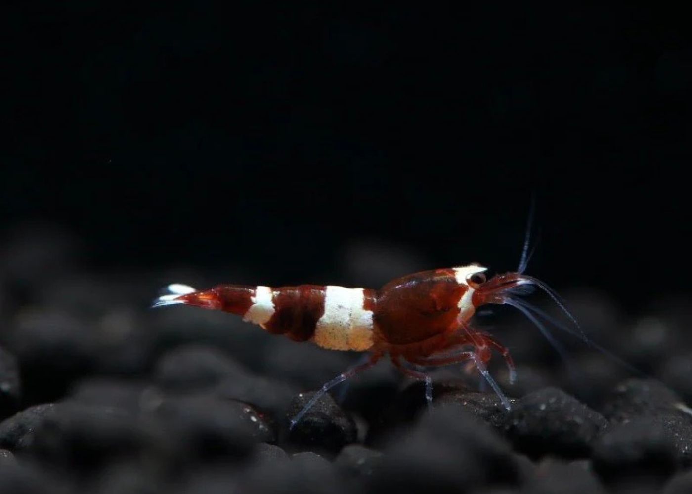 Shrimp - Red King Kong 2