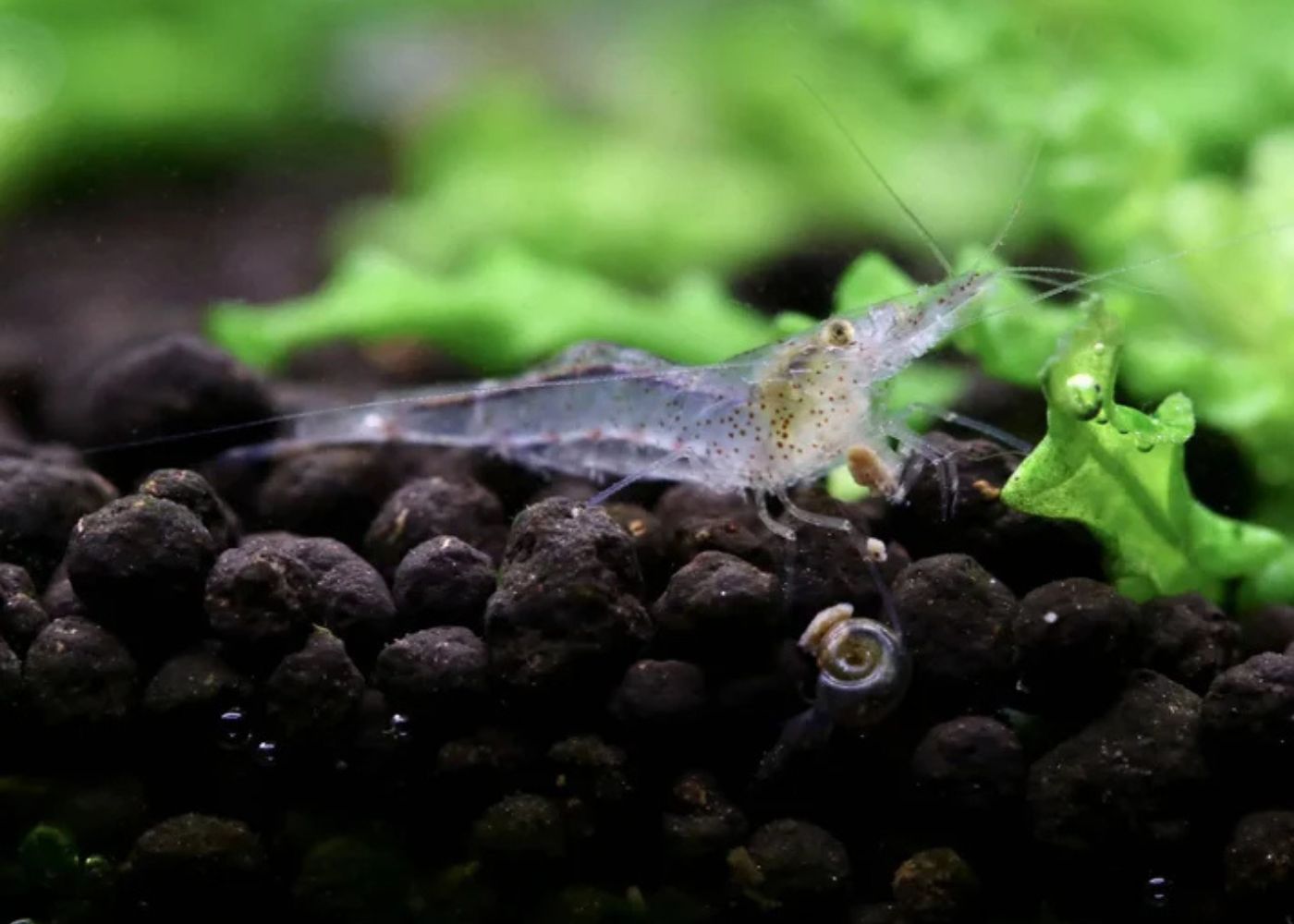 Cardinides wilkinsi Calman - CWC Shrimp