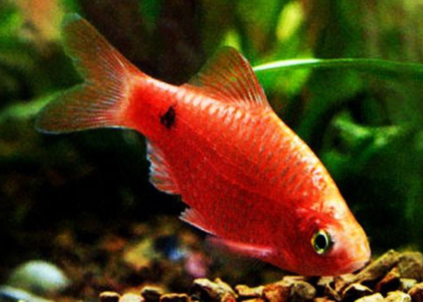Rosy Barb Glowlight Chilli