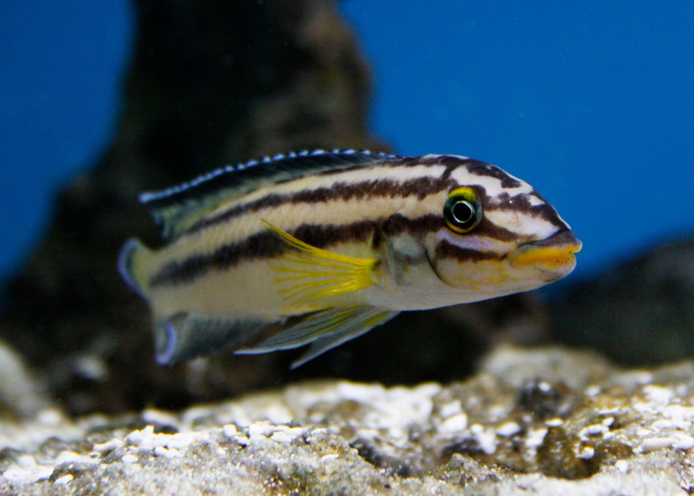 Julidochromis Regani