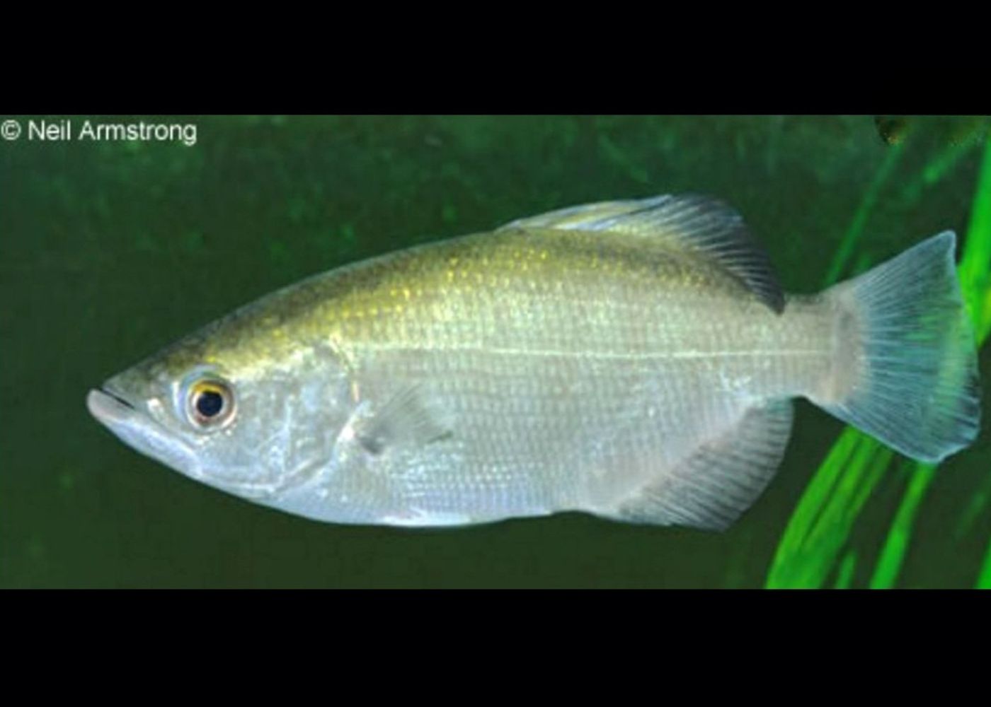 Archer Fish - Primitive