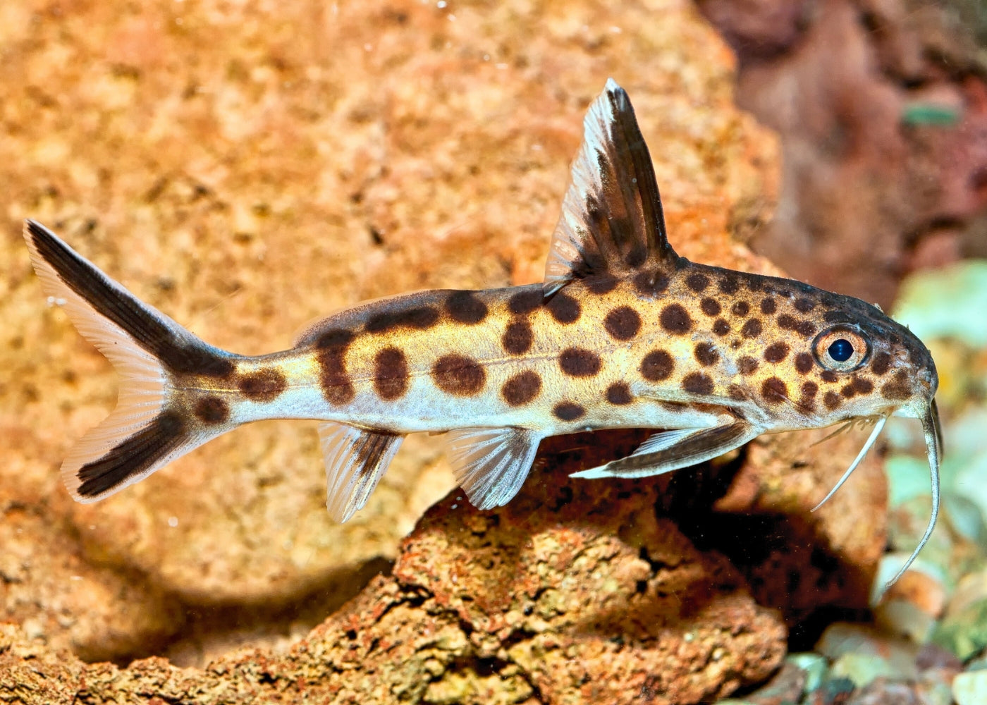 Synodontis Petricola