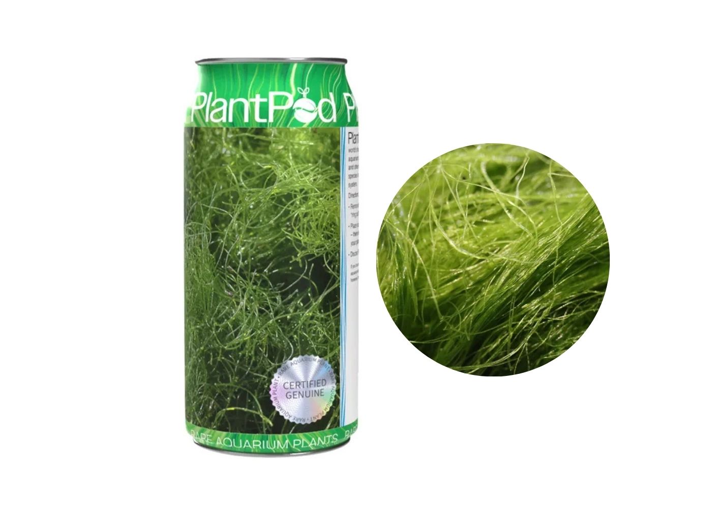 Aqua Natural Plant Pod Live Angel Hair Seaweed
