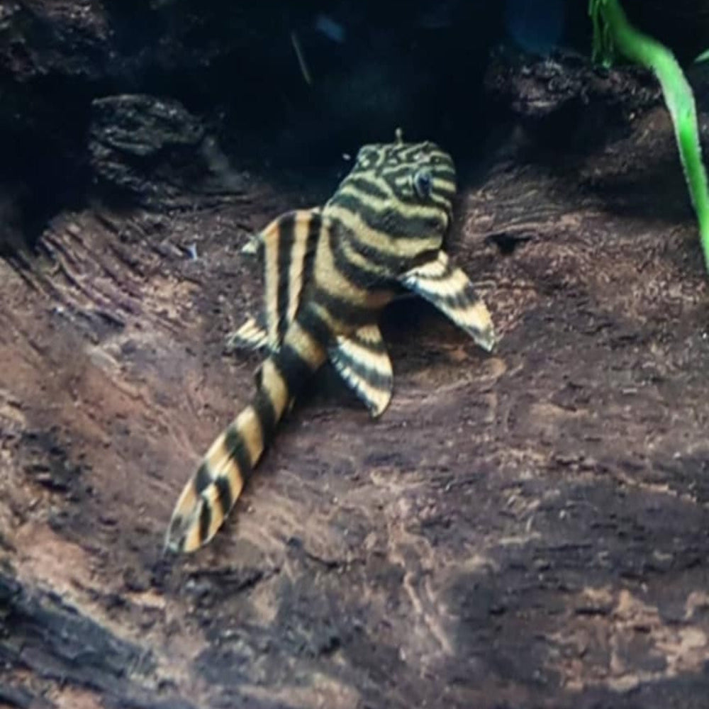 Pleco - Panaqolus Tiger Pleco L002
