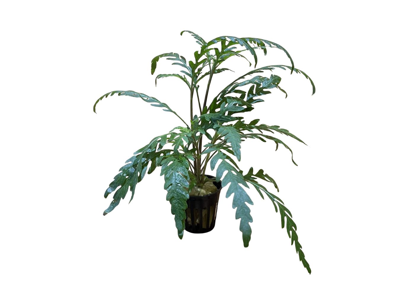 HYGROPHILA PINNATIFIDA 5CM POT