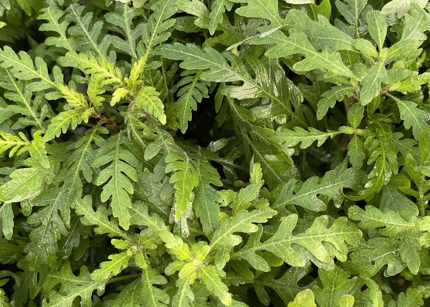 HYGROPHILA PINNATIFIDA 5CM POT 2