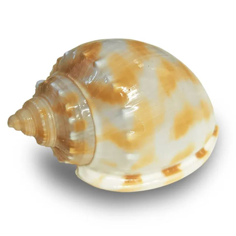 Hermit Crab Spare Shell - Jumbo 3