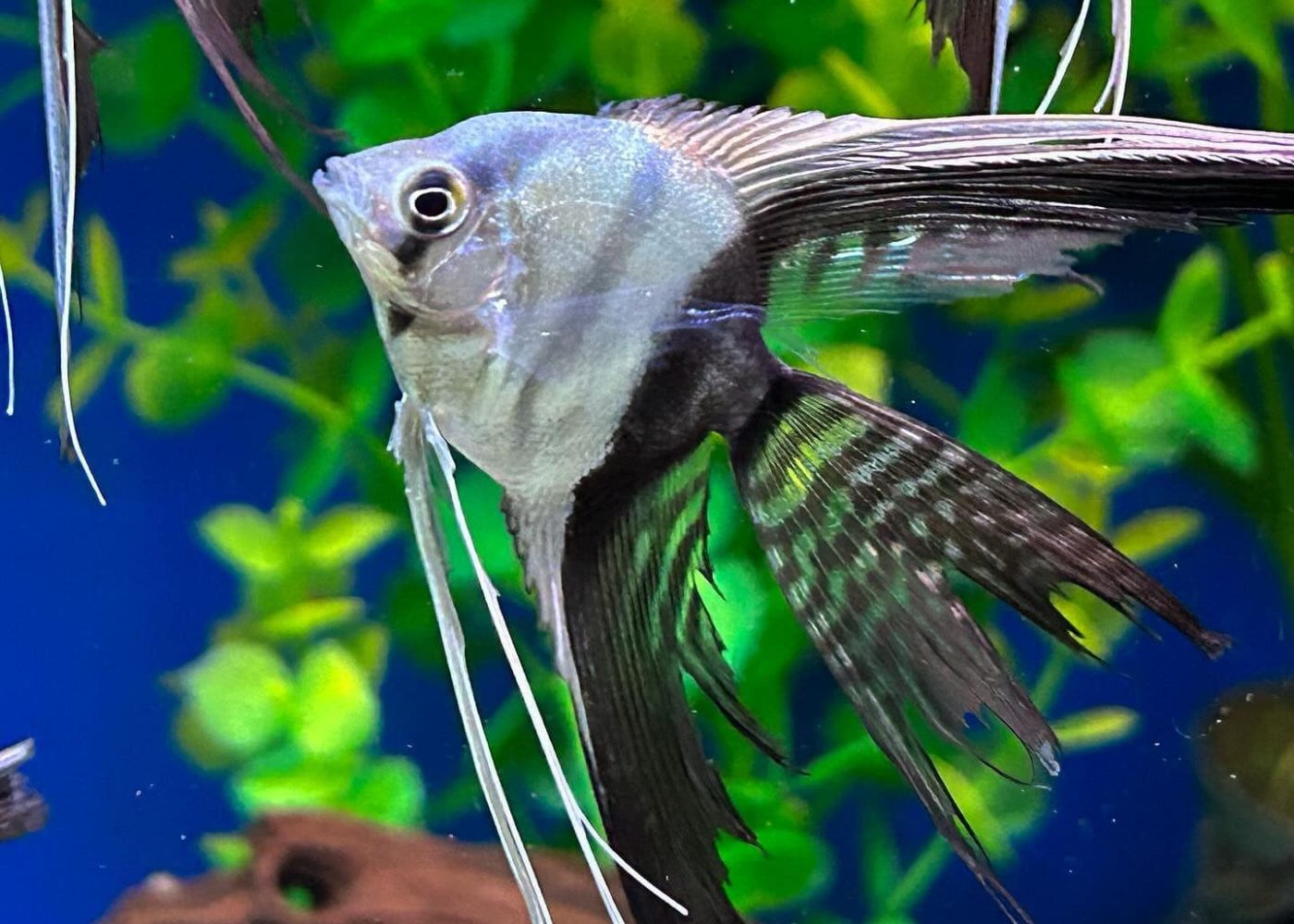 Angelfish - Veiltail Black and White