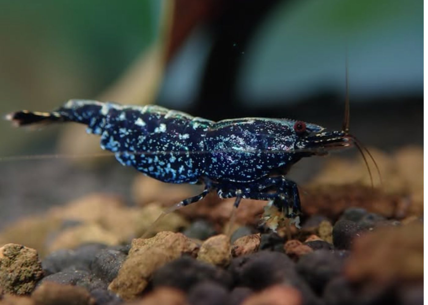 Shrimp - Black Galaxy