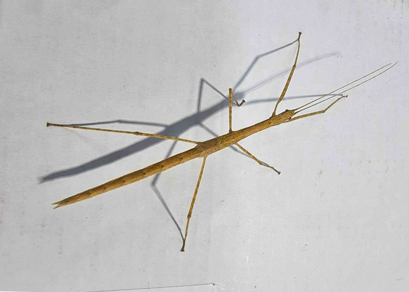 stick insect cyclone larry