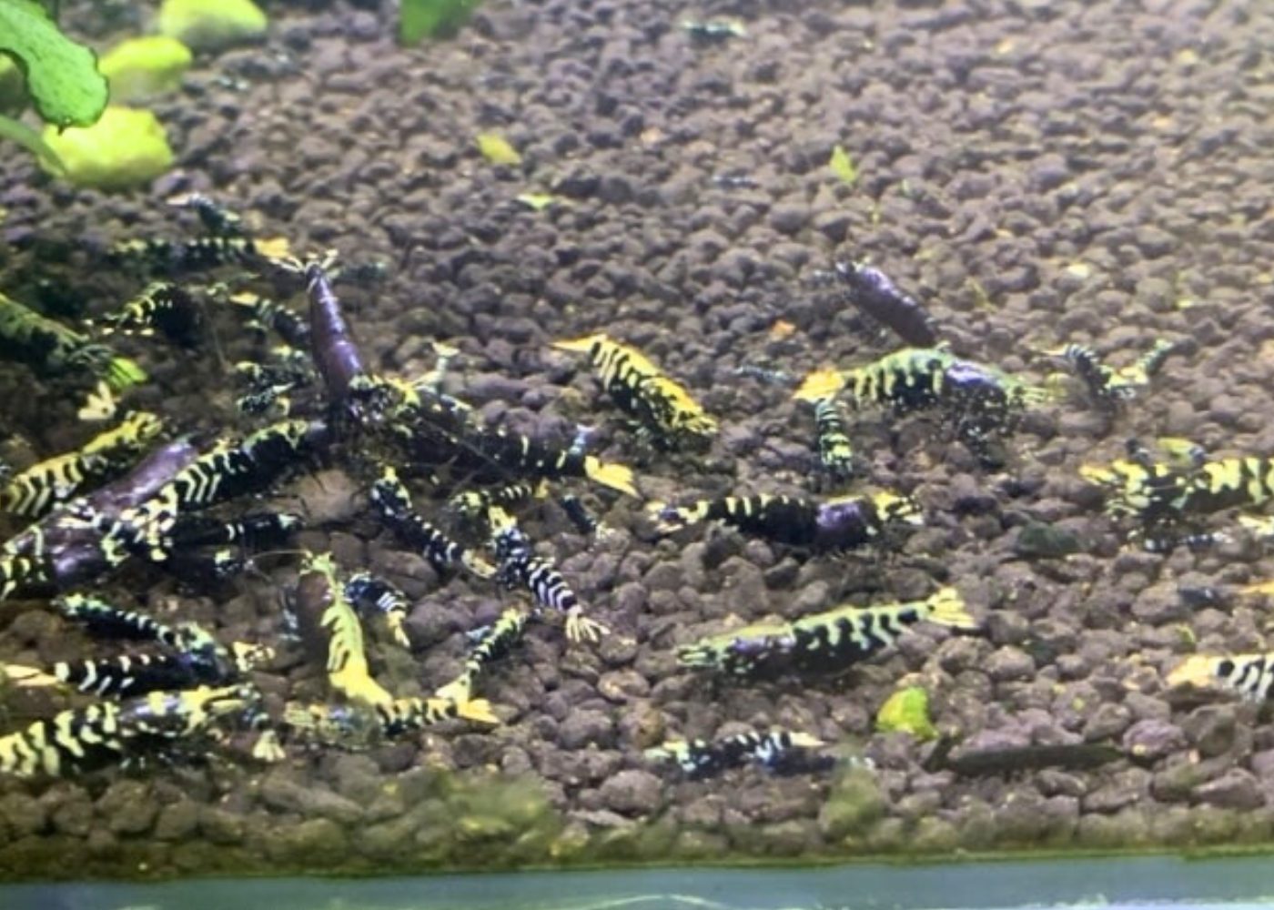 purple galaxy shrimp