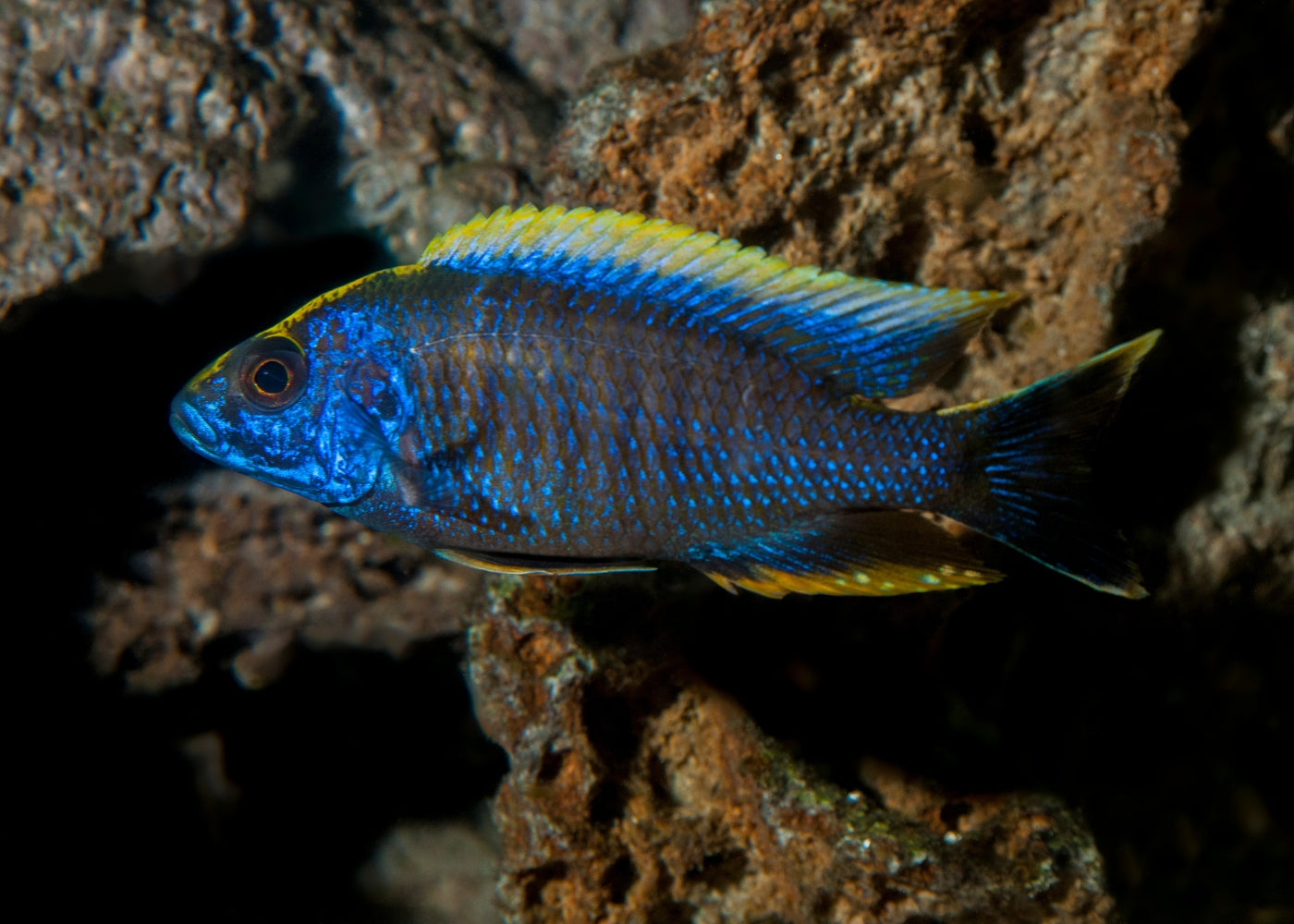 Peacock Cichlid - Sulphur Crest