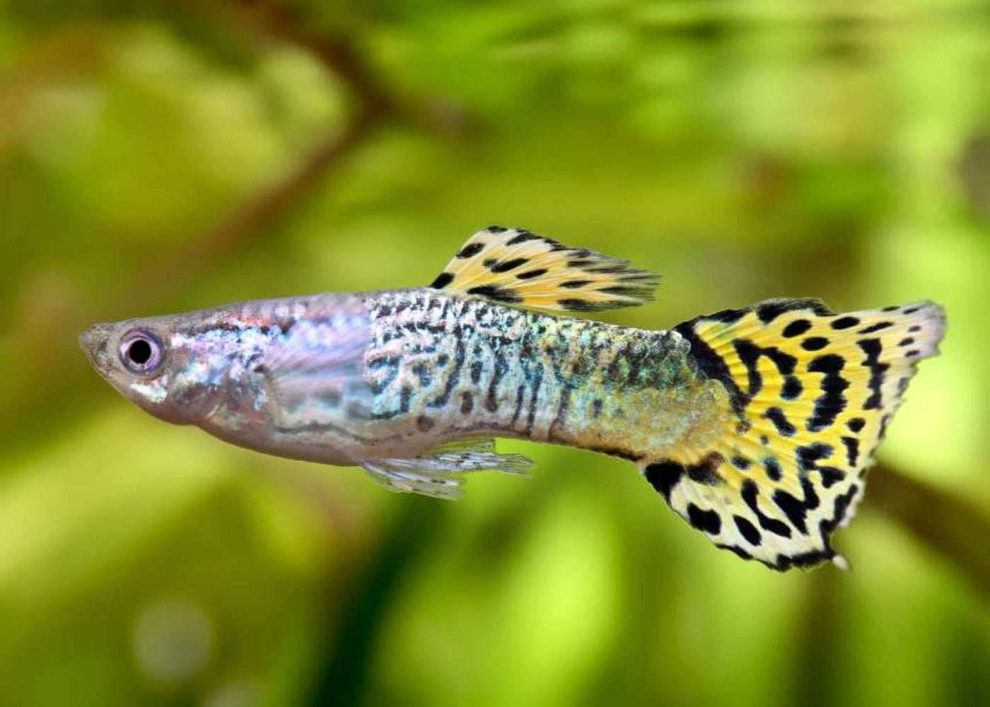 Guppy Male Flame Cobra