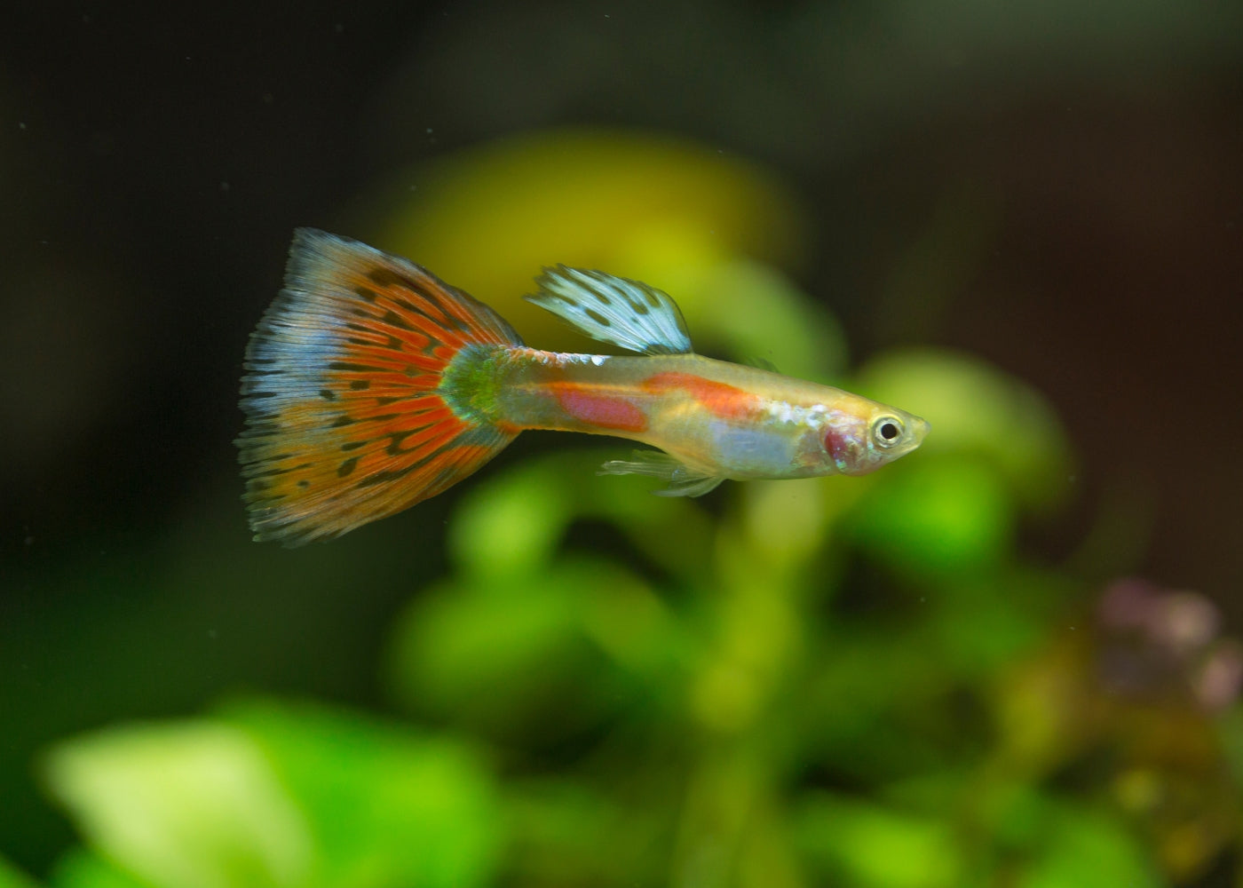 Guppy Male Pigeon Blood