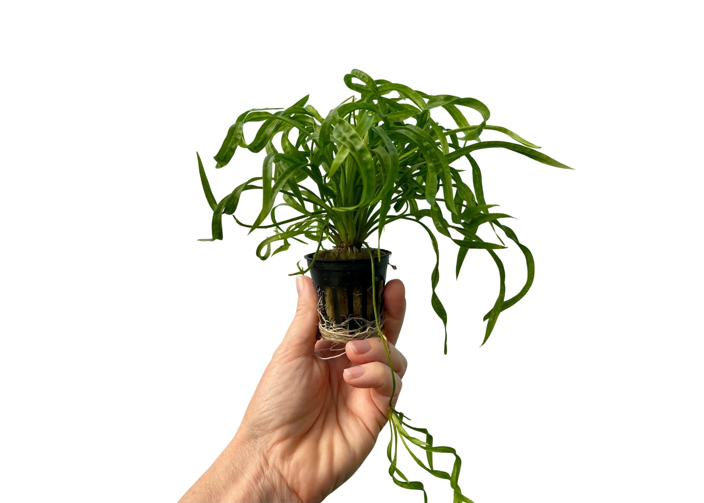 Echinodorus Vesuvius in Mesh Pot