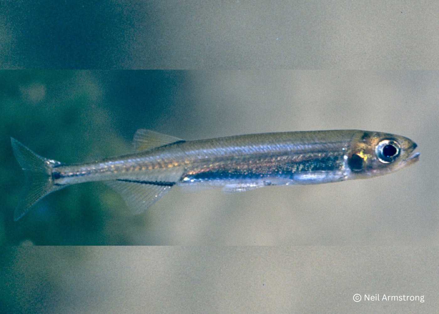 Australian Smelt