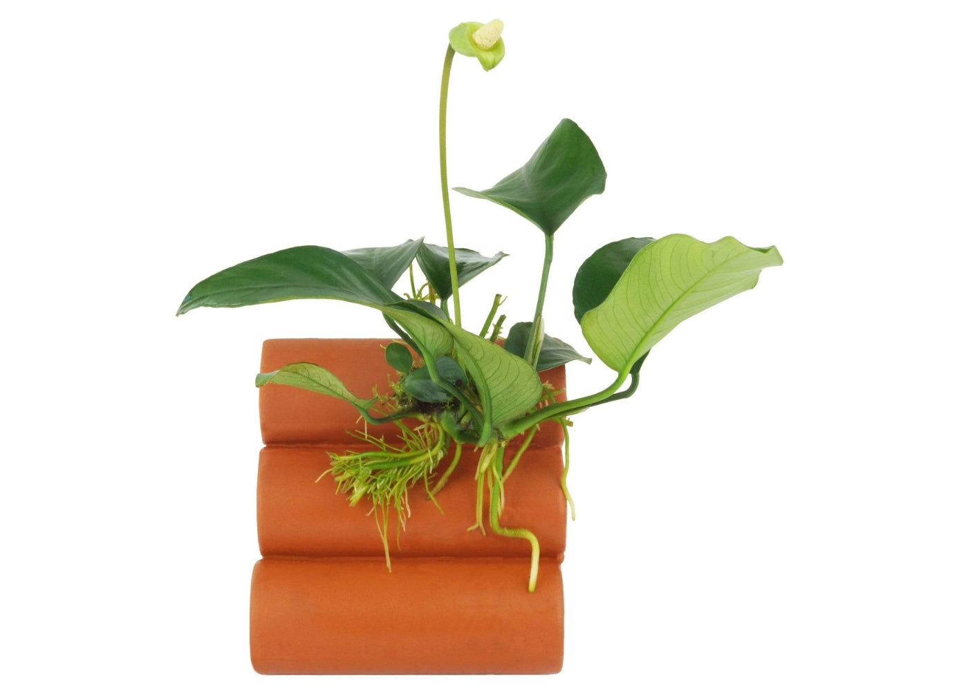 Terracotta Shrimp Tubes With Anubias 2