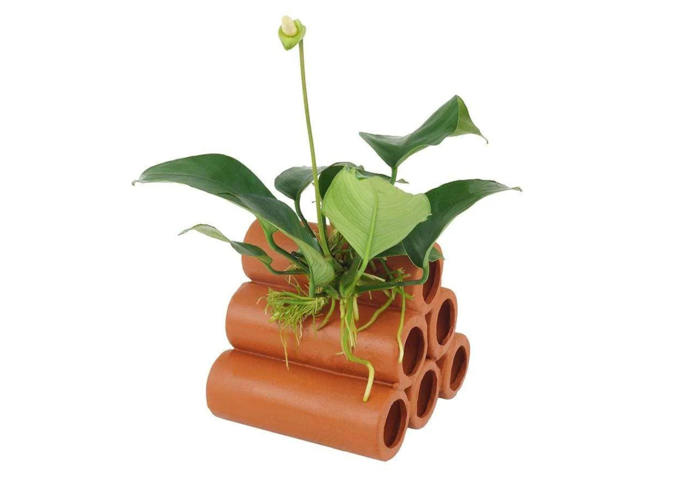 Terracotta Shrimp Tubes With Anubias 3