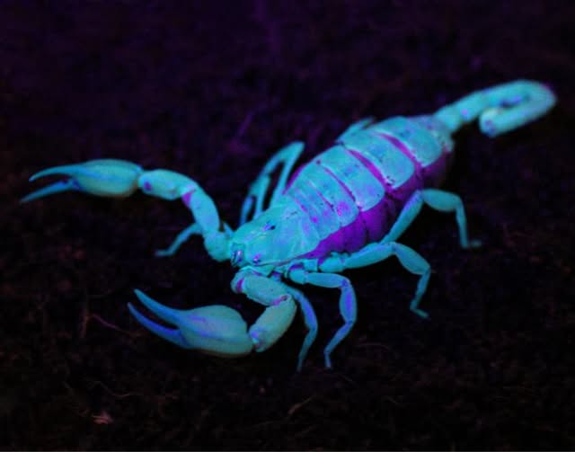 Scorpion - Flinders Rangers Medium 2