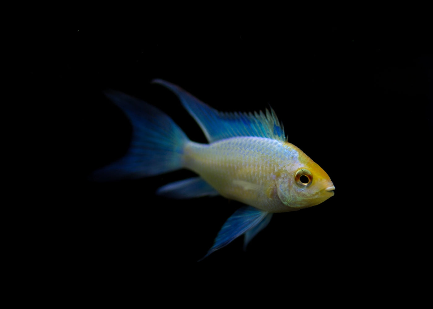 Ram - Electric Platinum