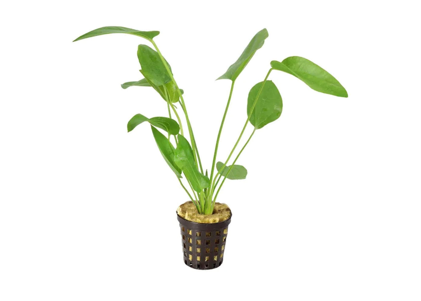 Echinodorus Schuleteri in Mesh Pot