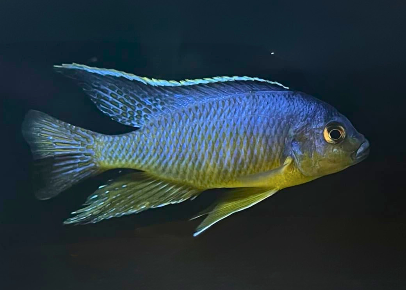 Protomelas Eastern Steveni