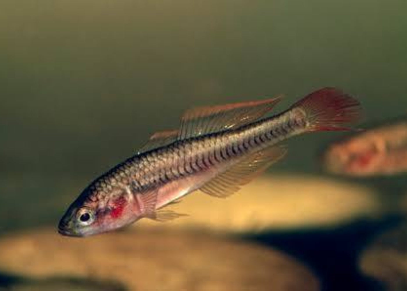 Fire Tail Gudgeon