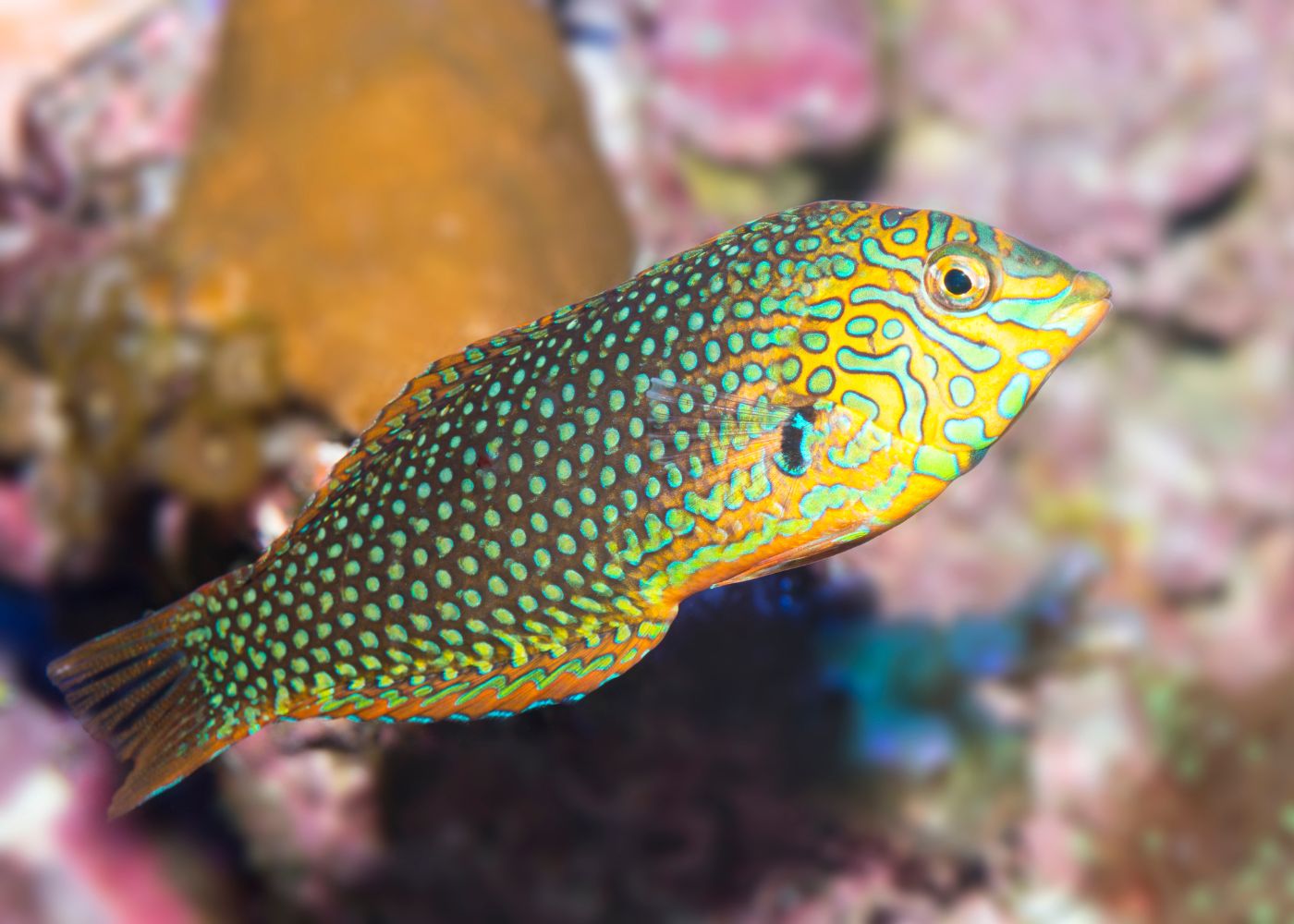 Wrasse - Green Leopard
