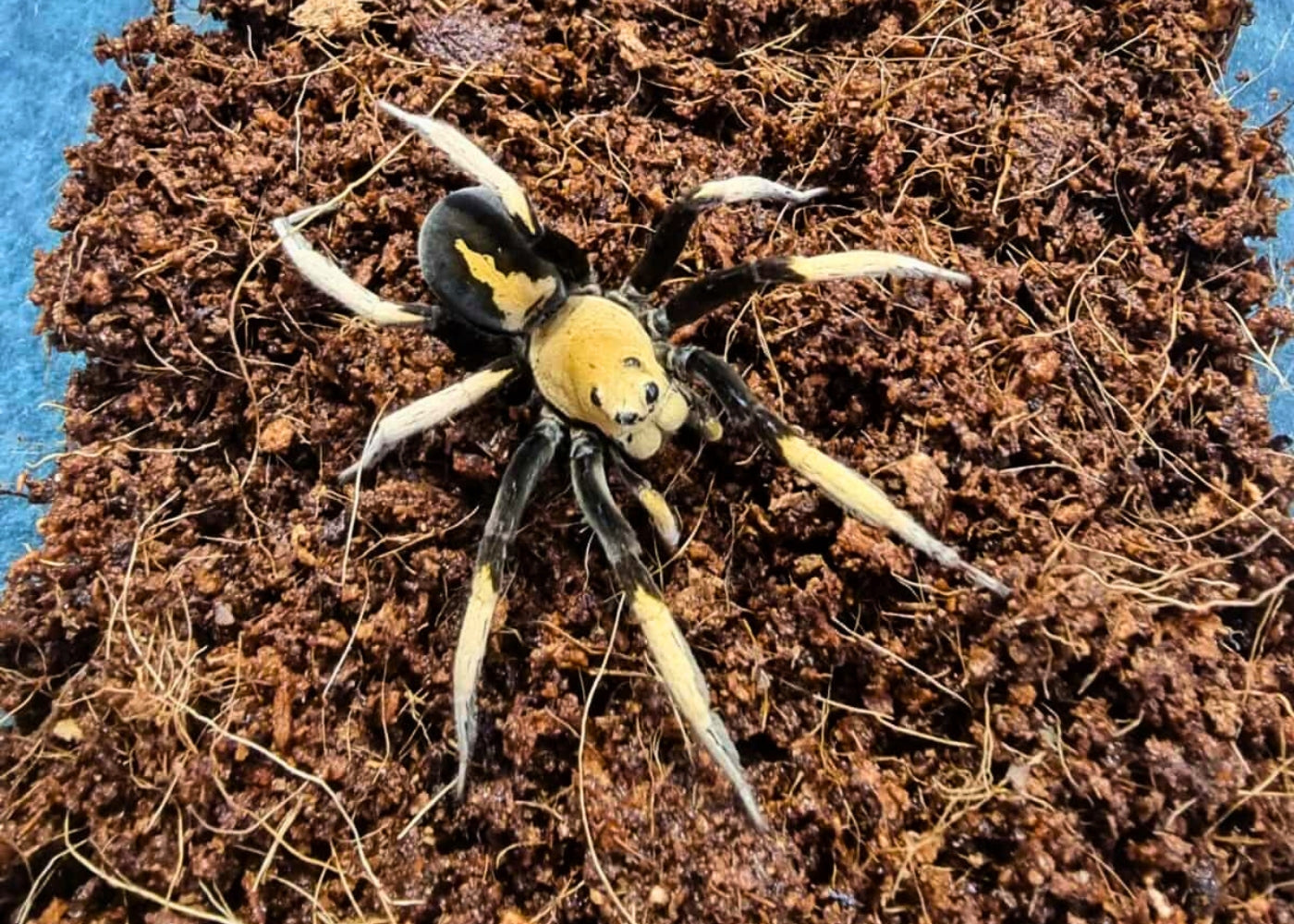 Two Toned Wolf Spider - Hoggicosa bicolour