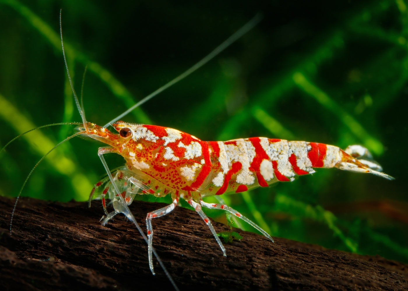 Shrimp - Fancy Red Tiger