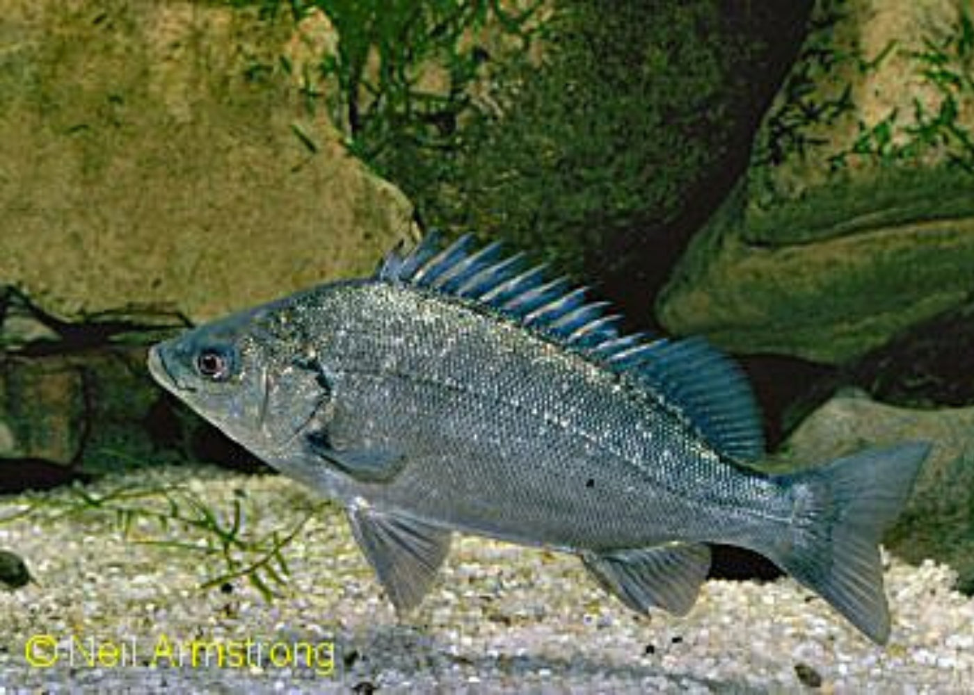 Perch Jade -Barcoo Grunter