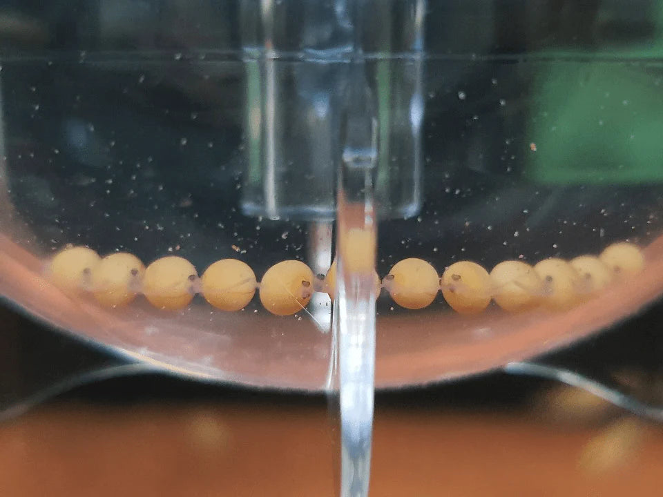 ZISS Aqua - Egg Tumbler - ZET-80 3