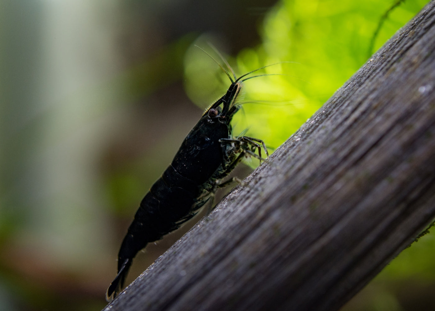 Cherry Shrimp - Black
