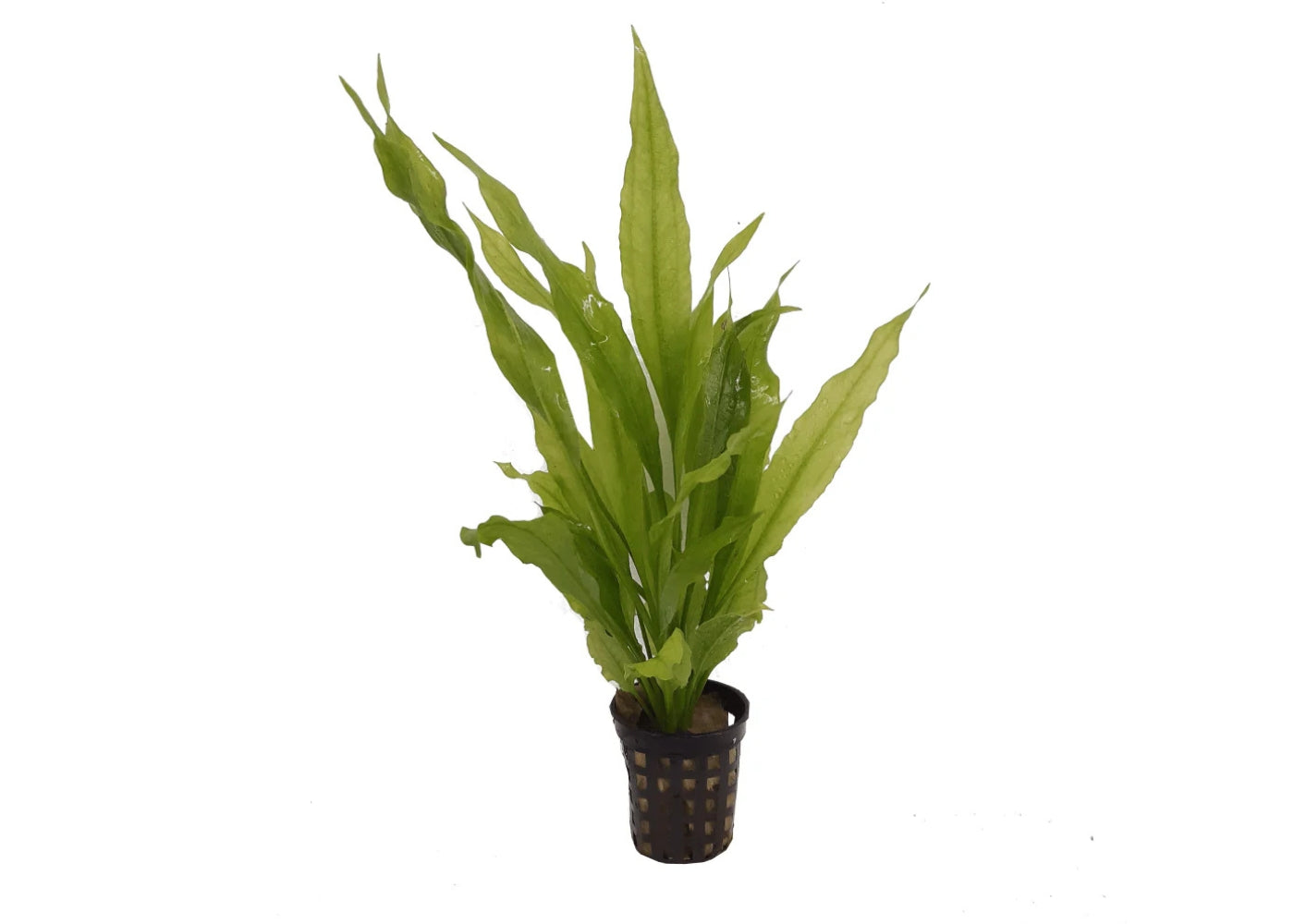 Echinodorus Frilly in Mesh Pot