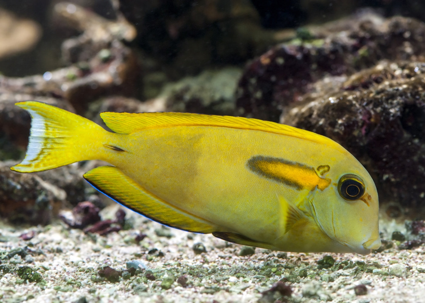 Tang - Orange Shoulder 2