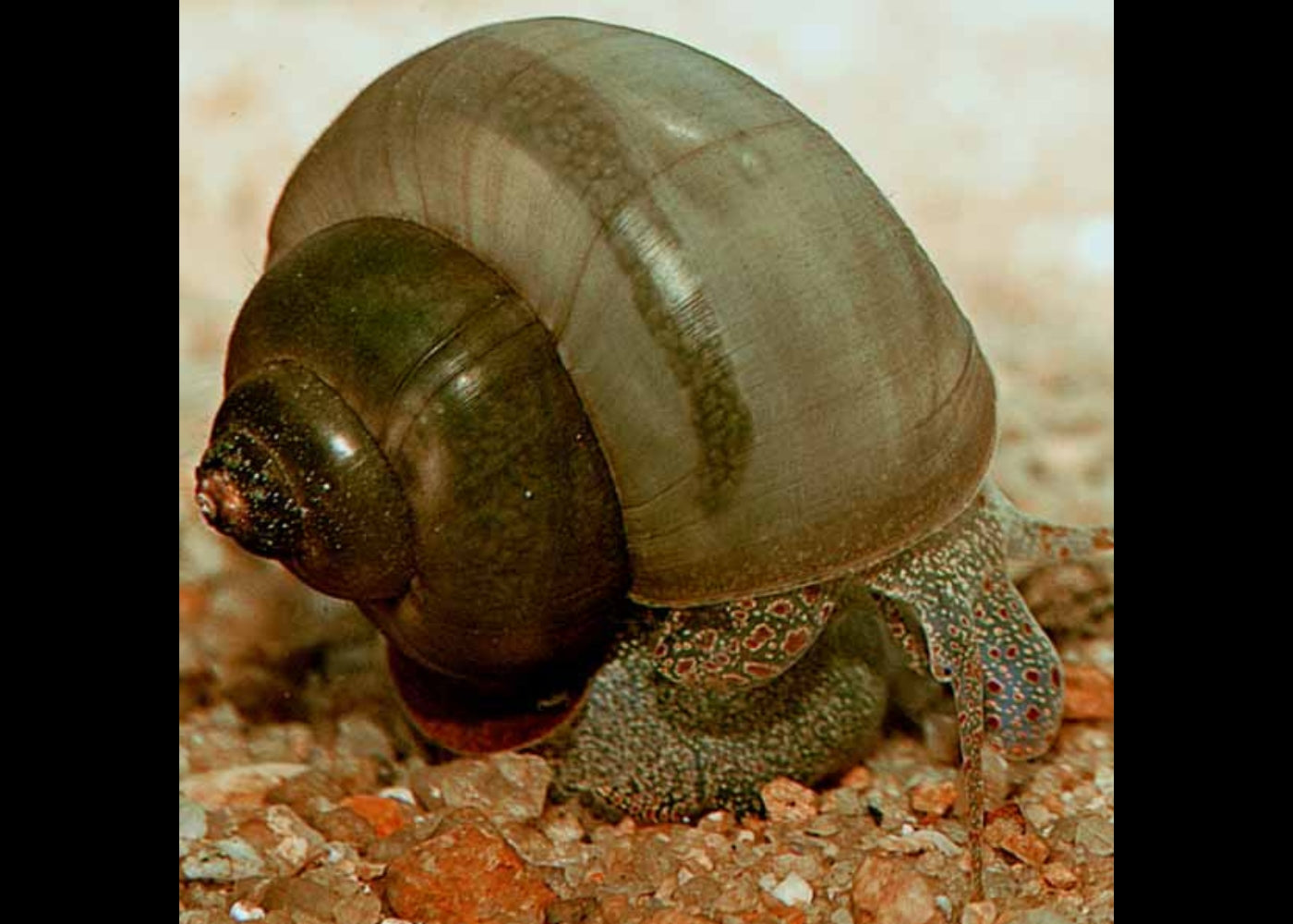 Snail - Waterhouse (Notopala waterhousei)