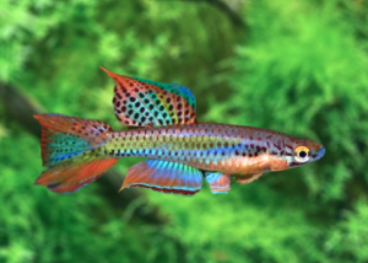 Aphyosemion Bivitattum Lagos