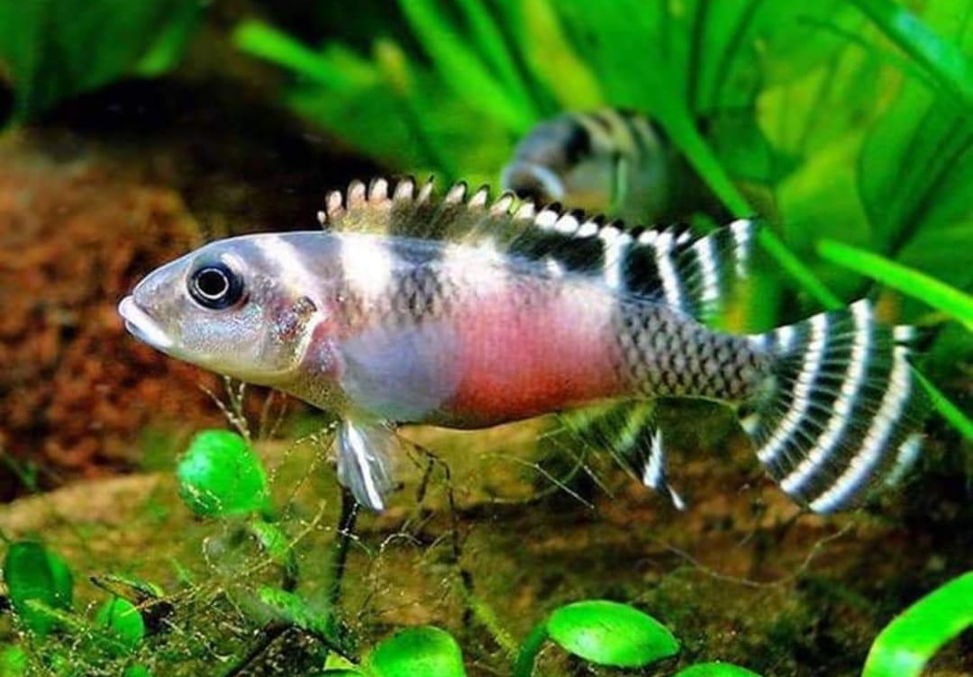 Nanochromis Transvestitus - Dwarf Cichlid