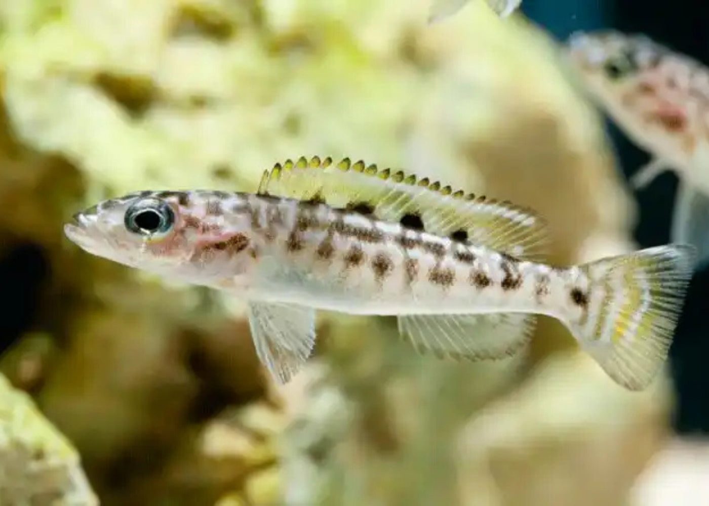 Lepidiolamprologus Nkambae