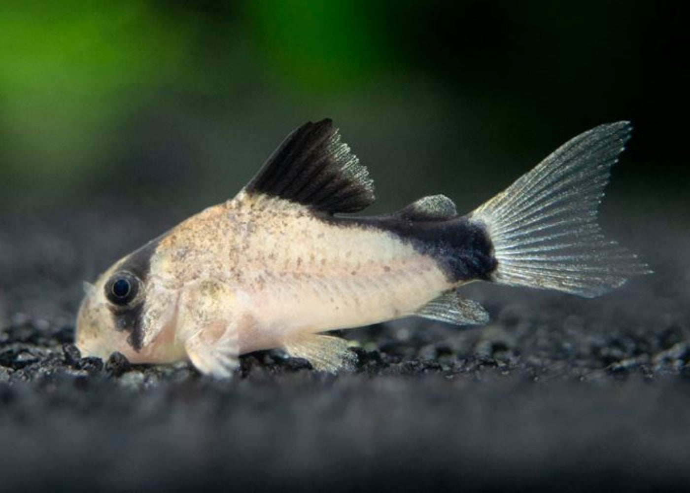 Corydoras Metae - Bandit Cory