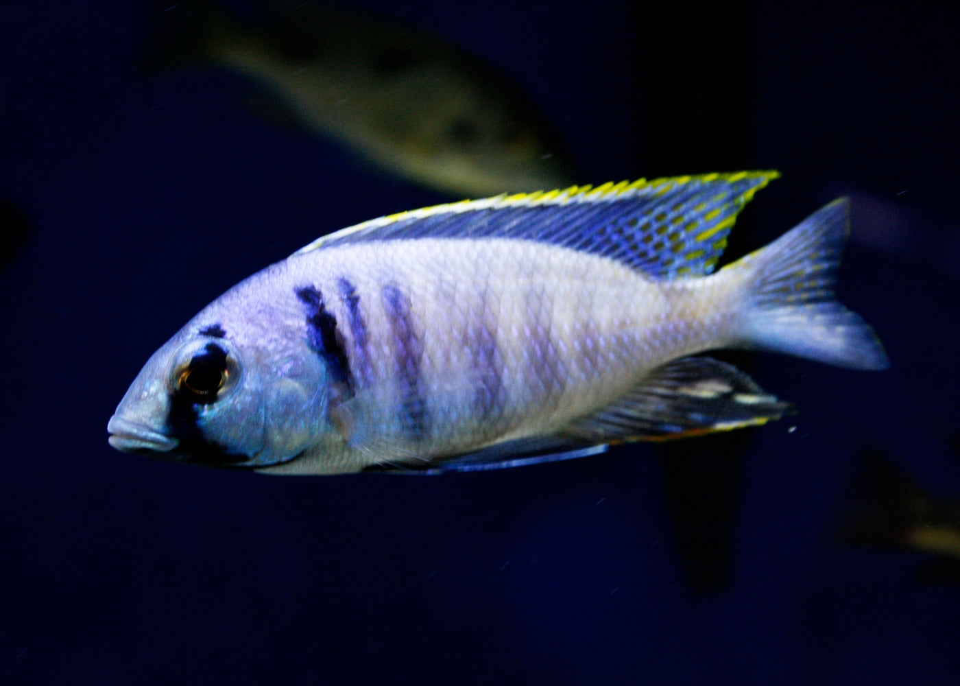 Placidochromis Electra Likoma
