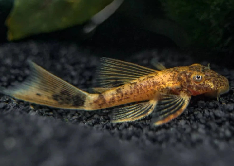 Bristlenose Catfish - Marble / Calico - Longfin