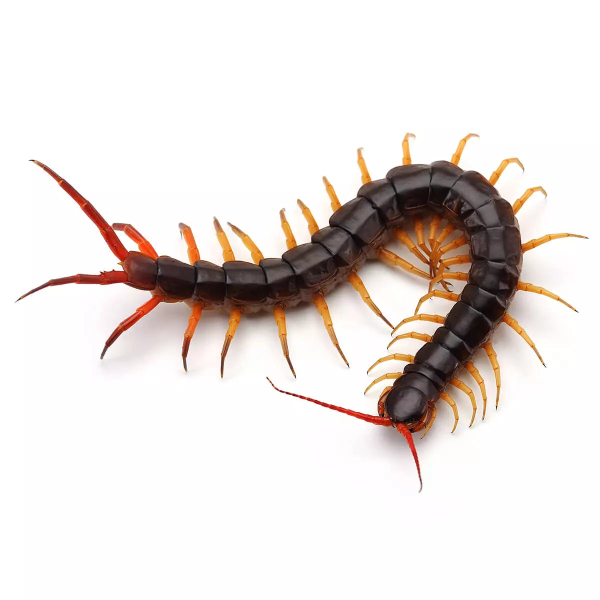 Giant Centipede